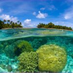 Los 5 mejores tipos de aceite de motor para tu auto »